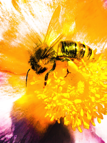 BEE: Bild-Composing